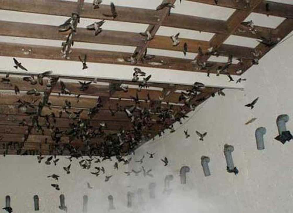 Chi phí xây nhà nuôi yến