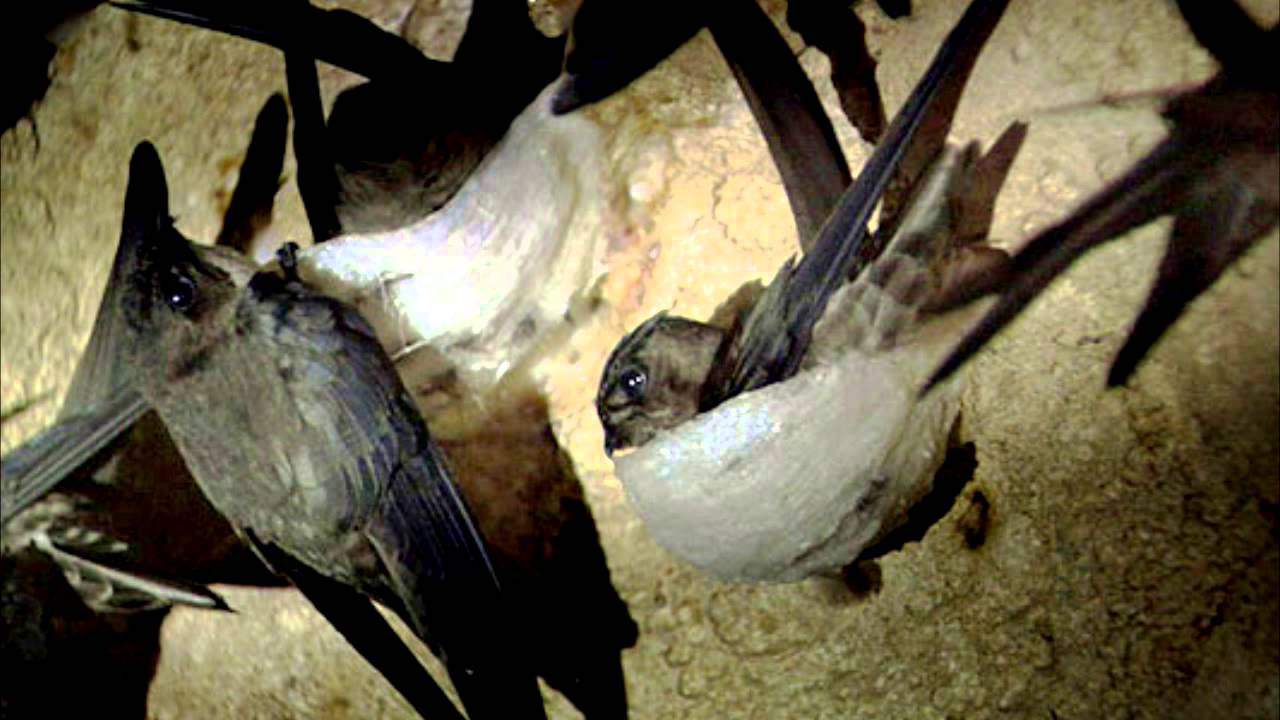 Trong mùa sinh sản, chim yến non trẻ tìm đến