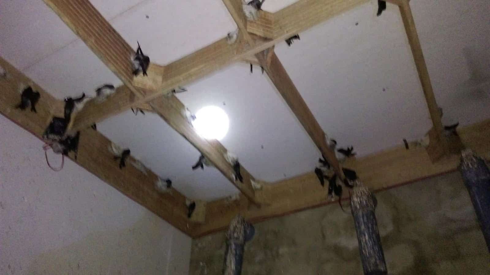 các phương án diệt mạt gà trong nhà yến