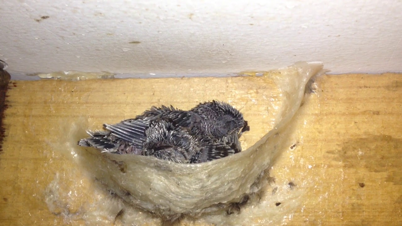 chim yến non đã mọc lông