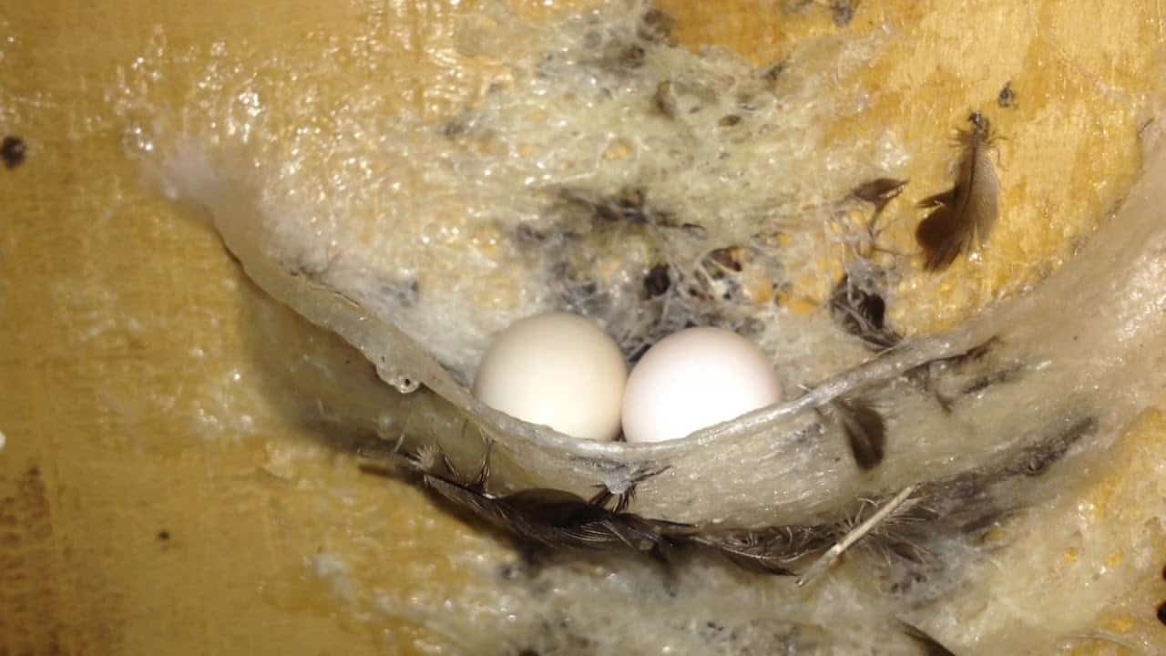 Chu kỳ phát triển của chim yến