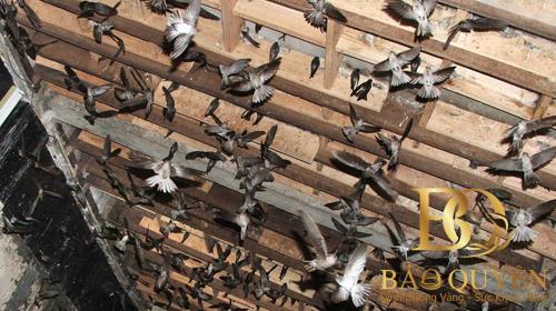 Các loại bột khai tạo mùi nhà yến