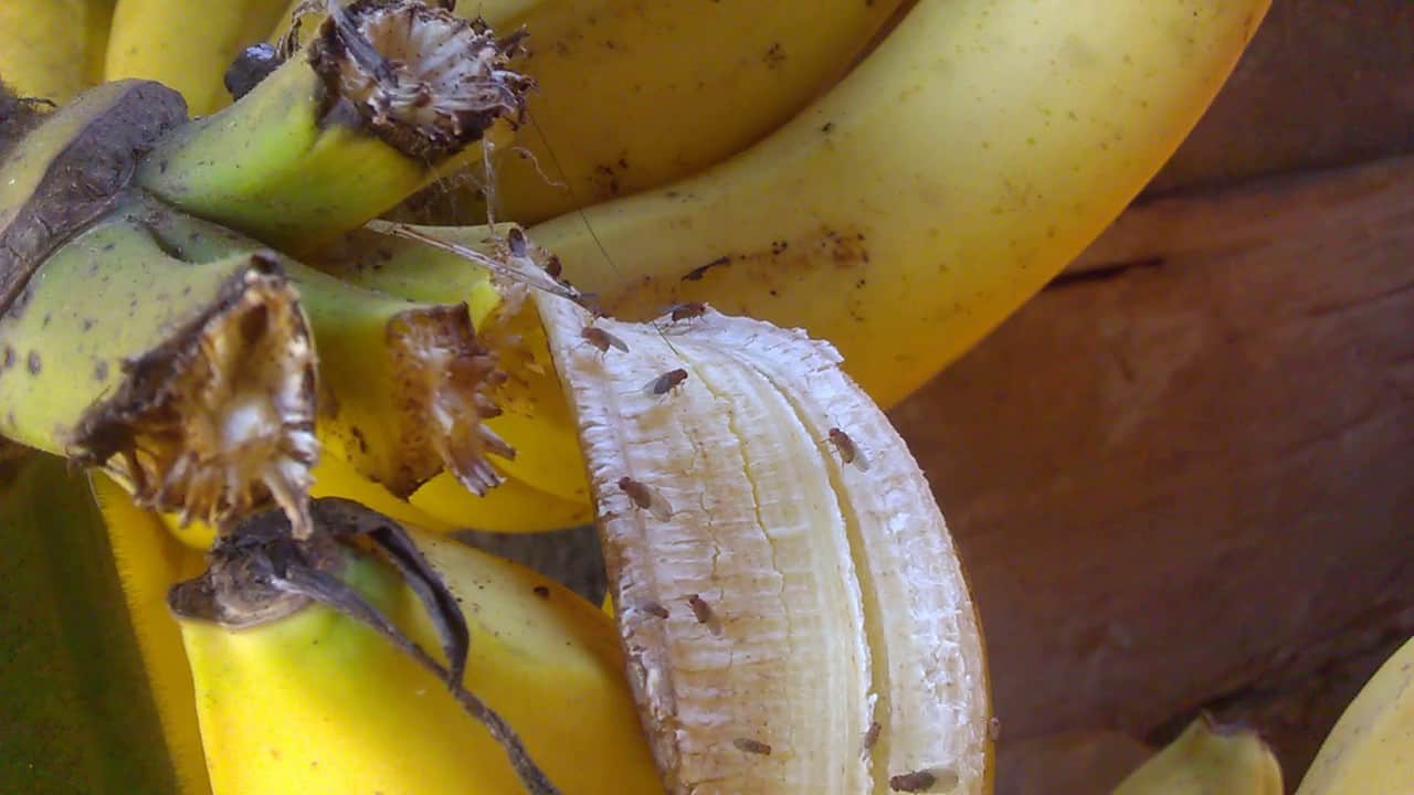 Tạo thức ăn cho yến