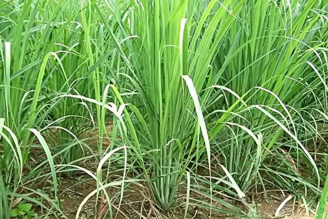 Sả đuổi thiên địch của chim yến 