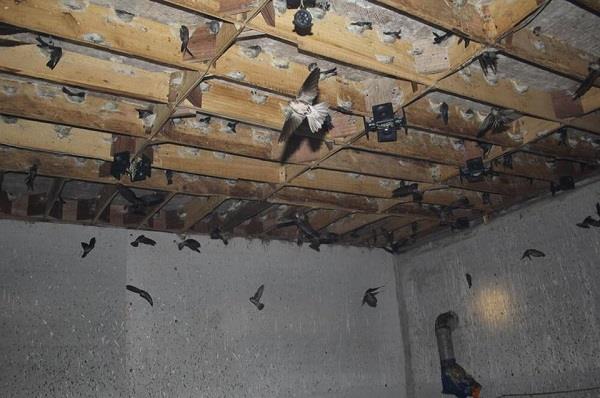 hệ thống nhà yến