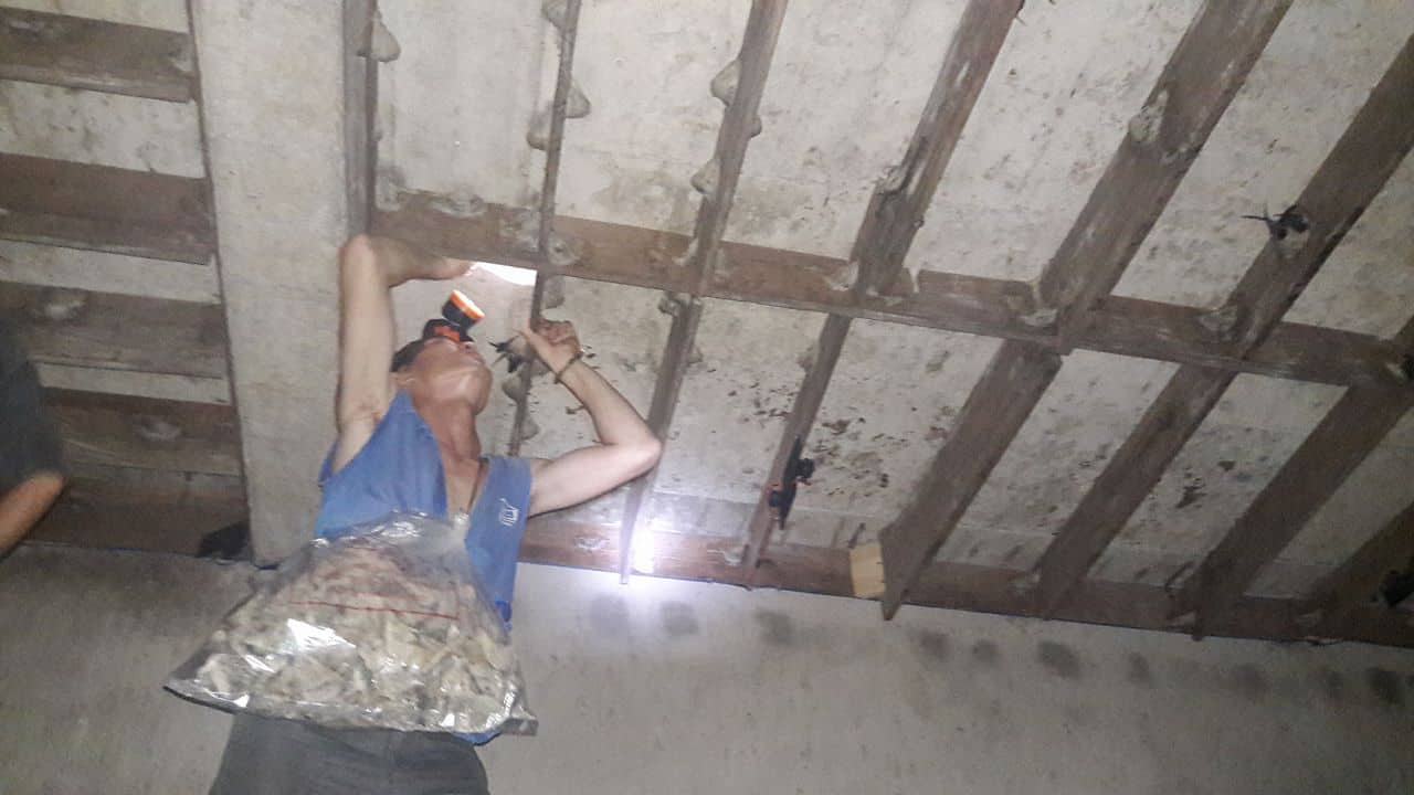 Thu hoạch tổ yến