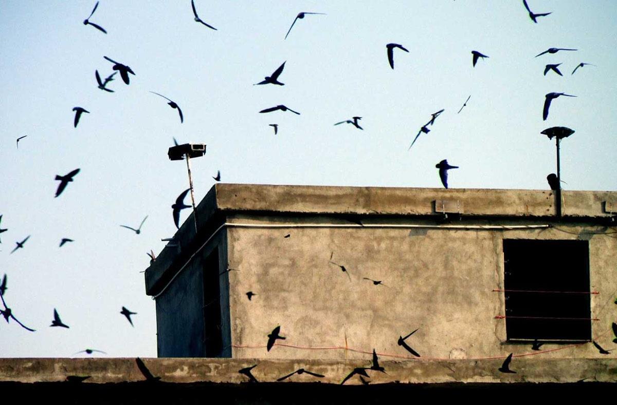 tổ yến thu hoạch trước khi yến đẻ trứng