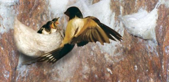 tổ yến thu hoạch sau khi chim non bay đi