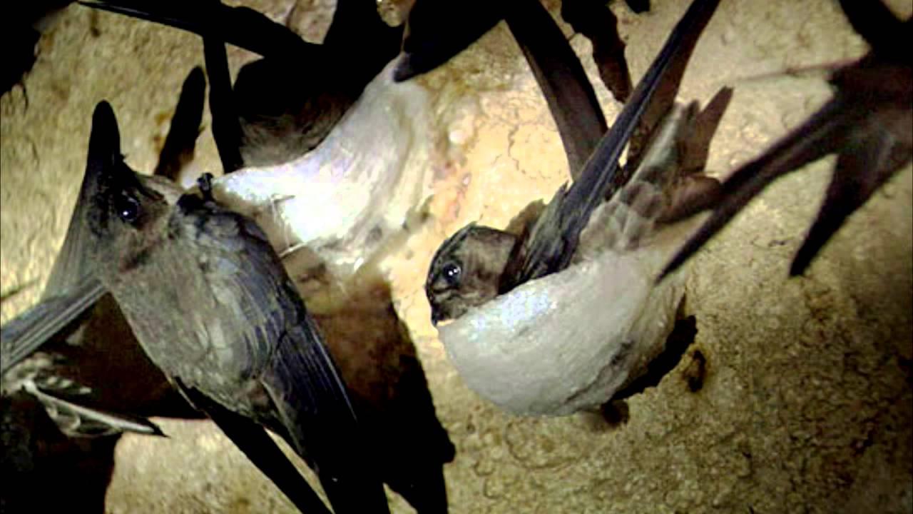 chim yến làm tổ