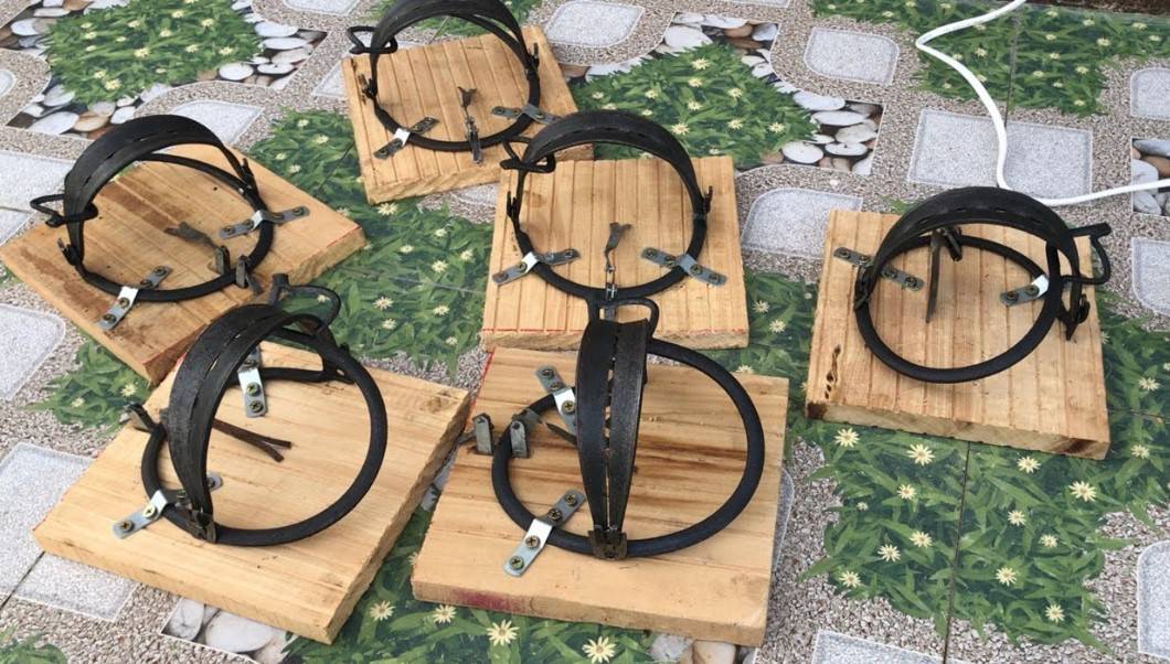 bẫy kẹp bẫy cú mèo