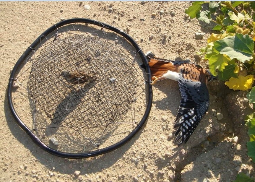 bẫy thòng lọng rút bẫy cú mèo