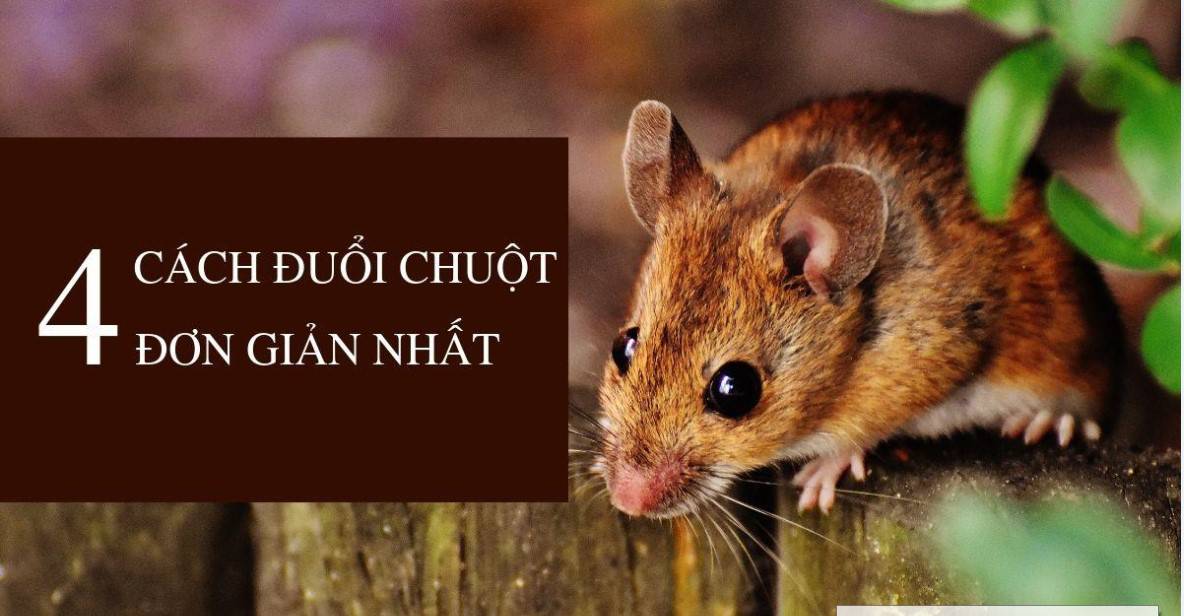 diệt chuột nhà yến hiệu quả
