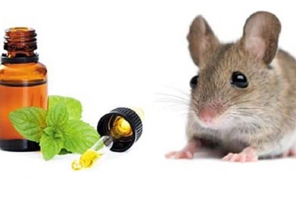 diệt chuột hiệu quả