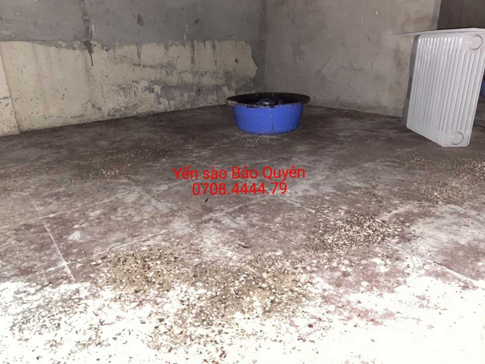 nhà yến Đà Nẵng thành công